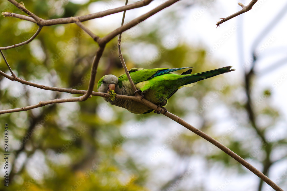 Photograph of a Monk parakeet, found in Porto Alegre, Rio Grande do Sul, Brazil. Photograph of a Monk parakeet, found in Porto Alegre, Rio Grande do Sul, Brazil.