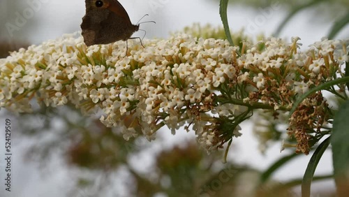 detailed closeup of a meadow brown butterfly (Maniola jurtina) feeding on a buddleja buddleia bush white flowers photo