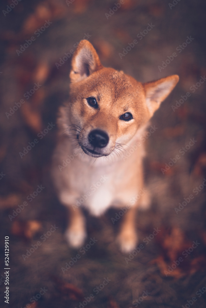 Shiba inu