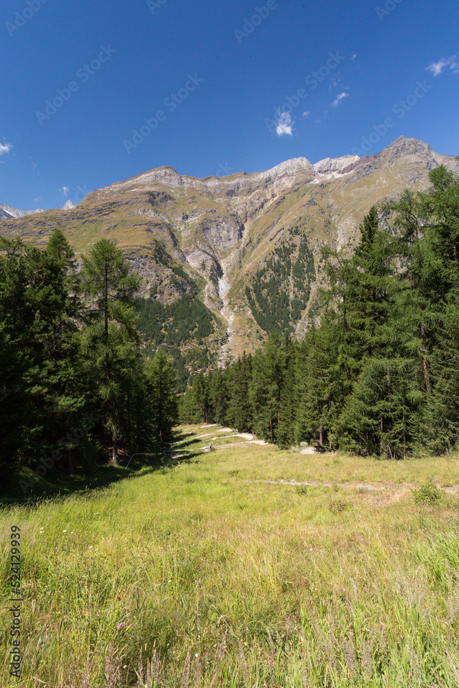 Obraz premium Randonnée en forêt à Zermatt