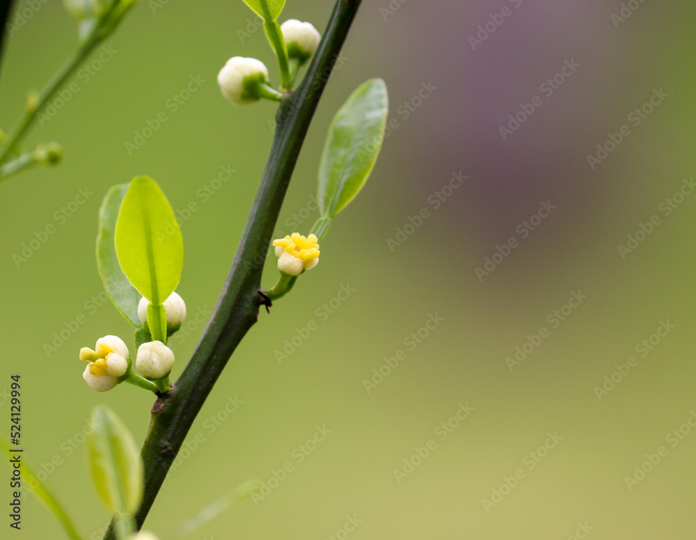 Photograph of the beginning of the flowering of a small bergamot tree in the garden.