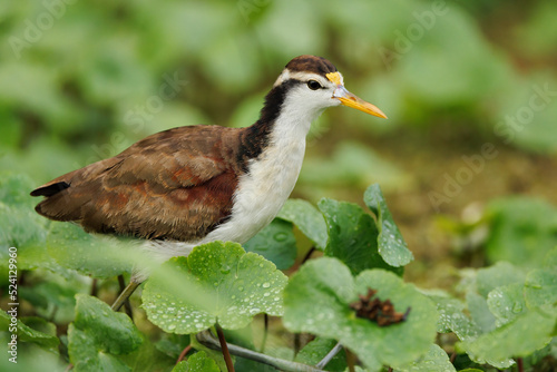 Northern jacana (Jacana spinosa) wandering amidst plants in Tortuguero national park, Costa Rica