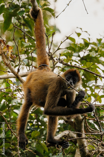 Black spider monkey (Simia paniscus) hanging from its tail in Corcovado national park rainforest, Osa peninsula, Costa Rica