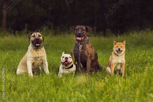Group photo of dogs