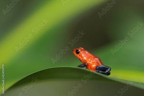 Blue-Jeans frog a.k.a strawberry frog (Oophaga pumilio / Dendrobates pumilio) perching on a green leaf in Horquetas, Heredia, Sarapiqui, Costa Rica photo