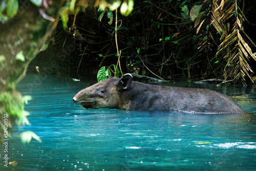 Baird's tapir (Tapirus bairdii) swimming in Rio Tenorio river in Tenorio national park, Costa Rica photo