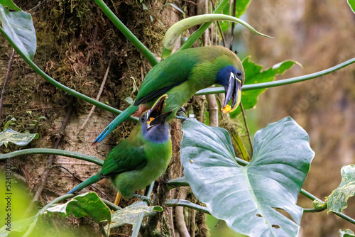 Emerald toucanets (Aulacorhynchus prasinus) perching and eating on a branch in Santa Elena cloud forest, Costa Rica