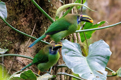 Emerald toucanets (Aulacorhynchus prasinus) perching on a branch in Santa Elena cloud forest, Costa Rica photo