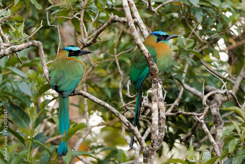 Couple of beautiful Lesson's motmots (Momotus lessonii) perching on branches near Santa Elena cloud forest in Costa Rica