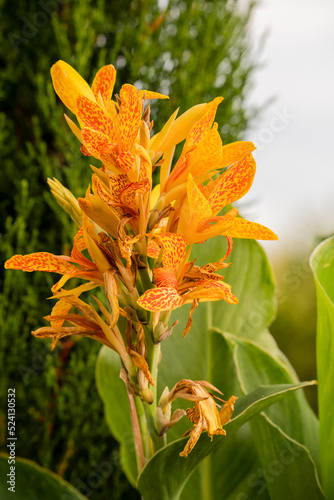 close up of a beautiful yellow canna lily, Indian shot (Canna indica) in early summer bloom