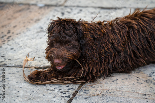 close-up of a pink-nosed red brown cockapoo puppy, eyes focused on the camera photo