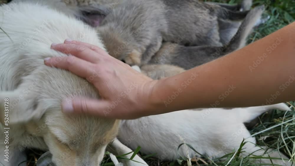 a lactating female of white color feeds puppies with breast milk and eats dry food from a bag brought by a volunteer. The hand of a female animal rights activist pats the dog in the face a lactating female of white color feeds puppies with breast milk and eats dry food from a bag brought by a volunteer. The hand of a female animal rights activist pats the dog in the face