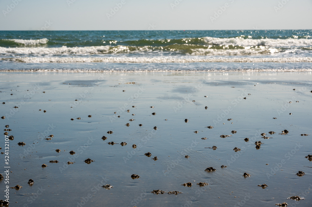 Lugworm, arenicola marina, sand casts on Shanklin Beach, Isle of Wight