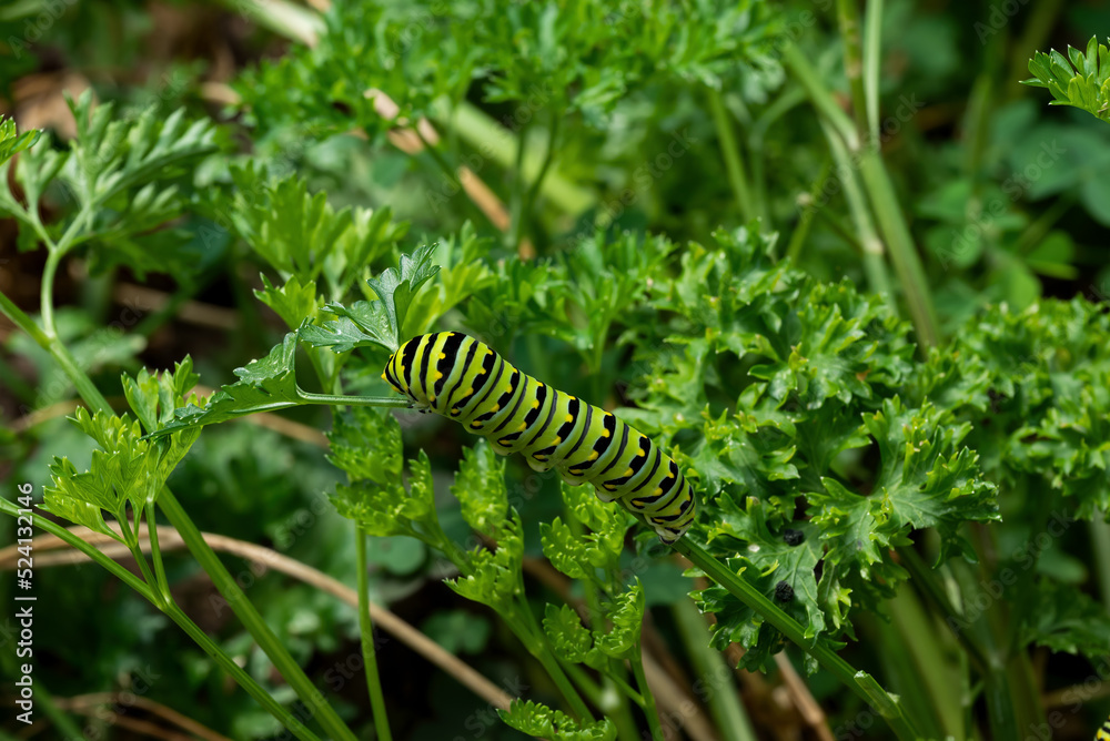 Black swallowtail caterpillar feeding on flat leaf parsley. Also known as Papilio polyxenes, it is found throughout much of North America. It is the state butterfly of Oklahoma and New Jersey. Black swallowtail caterpillar feeding on flat leaf parsley. Also known as Papilio polyxenes, it is found throughout much of North America. It is the state butterfly of Oklahoma and New Jersey.