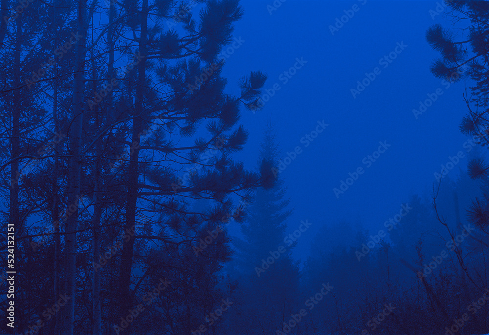 Blue Forest aesthetic pine trees Film analog Blue Forest aesthetic pine trees Film analog
