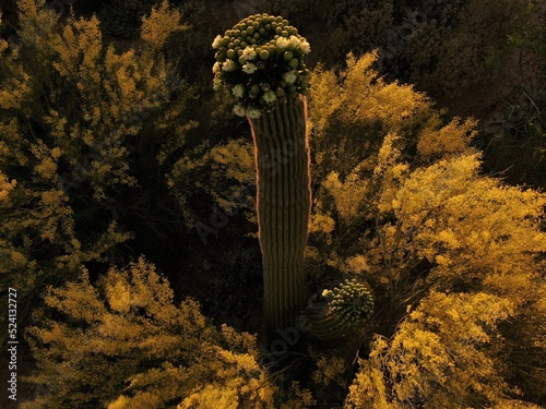 Spring Saguaro blooms 