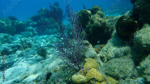 Colonial soft coral bipinnate sea plume or forked sea feather (Antillogorgia bipinnata) undersea, Caribbean Sea, Cuba, Playa Cueva de los peces
 photo