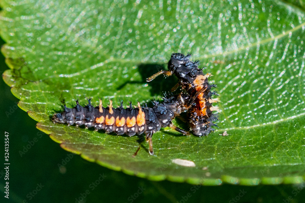 Cannibalism with the larva of a Harlequin ladybird beetle, Harmonia ...