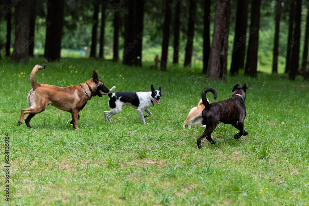 Belgian shepherd and boxer walking in the park.