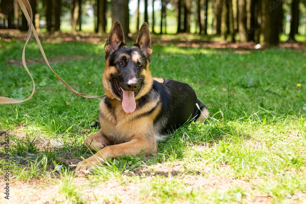German Shepherd lies on the grass in the forest. German Shepherd lies on the grass in the forest.