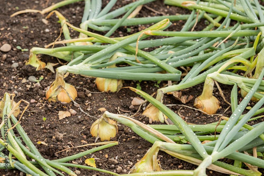 Fototapeta premium onion plantation in the vegetable garden selective focus