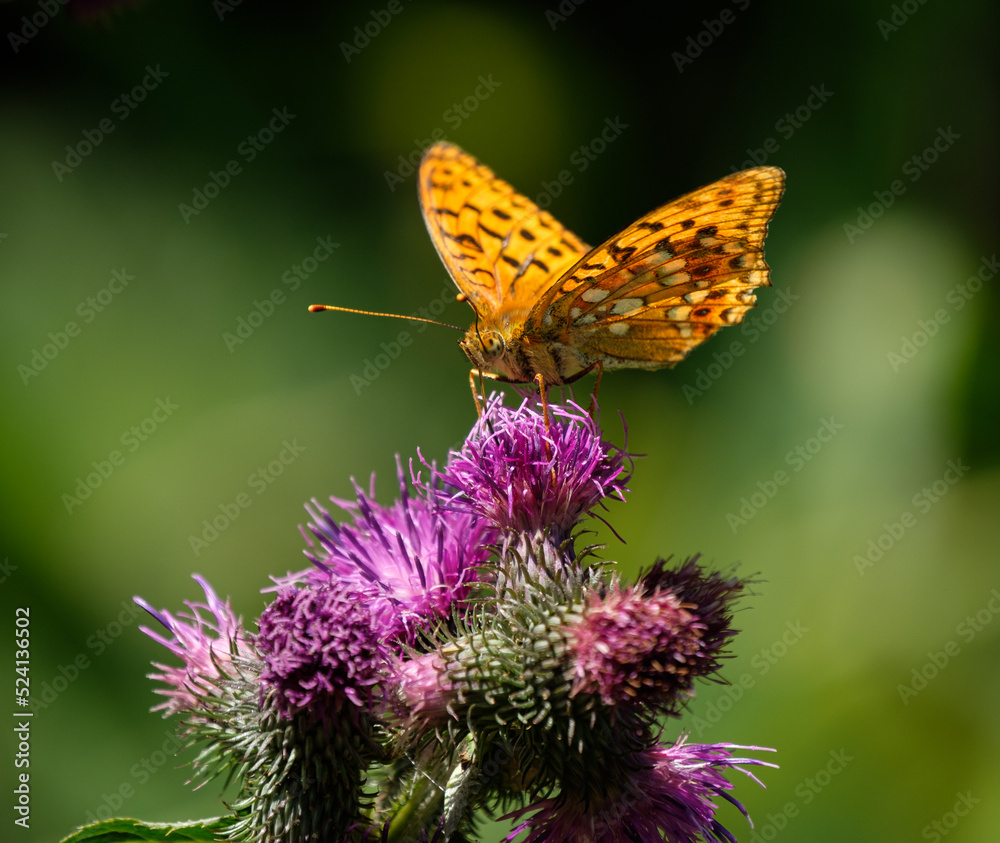 Orange butterfly on purple flowers on a green background Orange butterfly on purple flowers on a green background