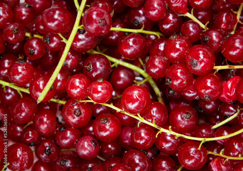 Red currant fresh berry fruits full frame from above natural food background Red currant fresh berry fruits full frame from above natural food background