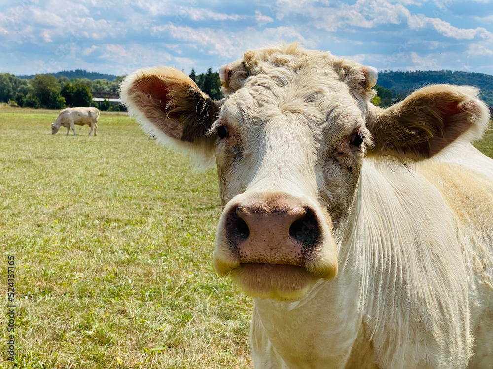Portrait of a cow, with a friendly face and protruding ears. Behind, her pasture with some free-standing cattle
