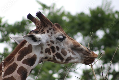 Canvas Print giraffe