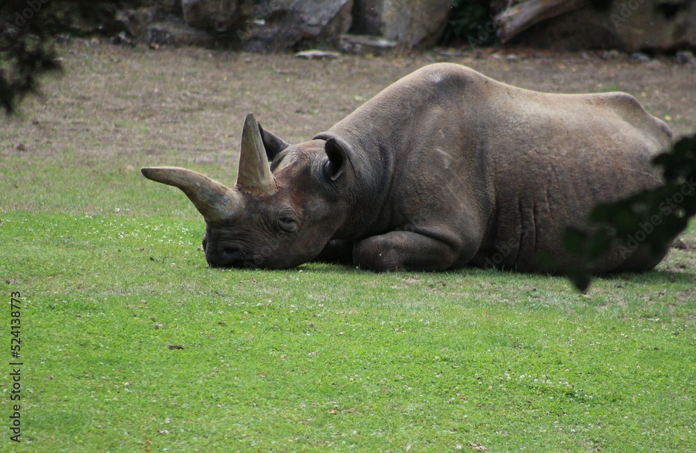 Obraz premium rhino in the grass