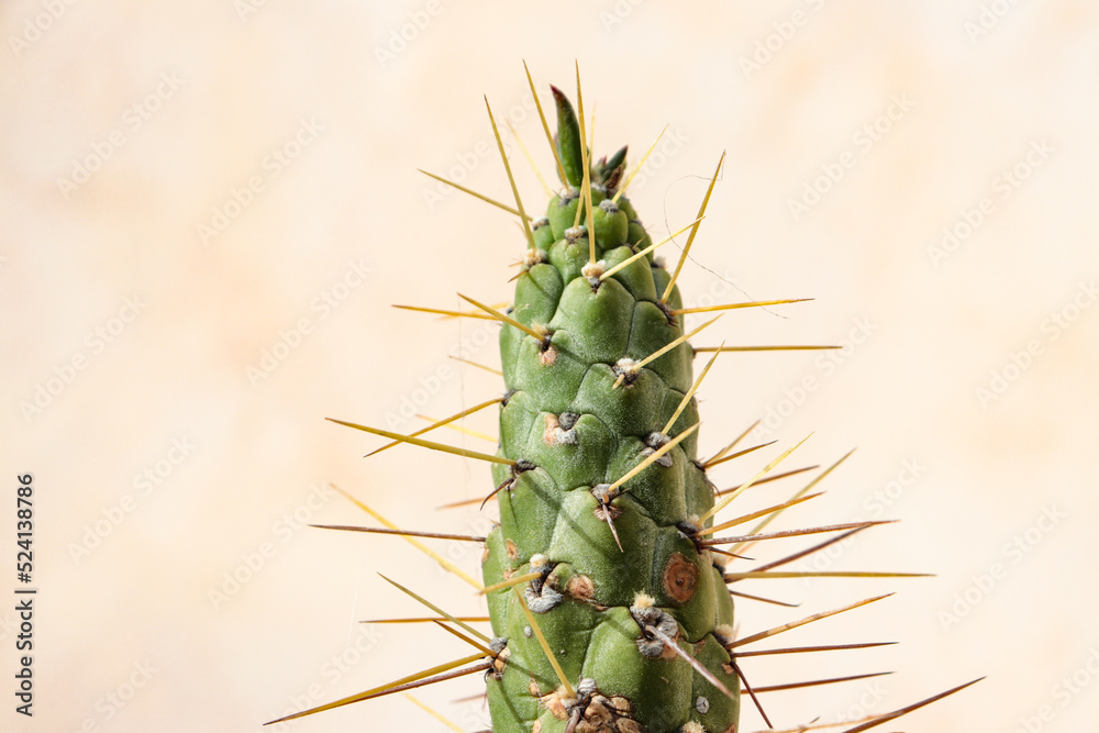 close-up green cactus on pink background close-up green cactus on pink background