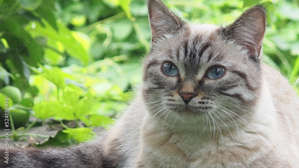 A cute kitten with blue eyes walks in the garden. Striped, gray, fluffy cat, pet in nature. Domestic cat outdoors among green grass A cute kitten with blue eyes walks in the garden. Striped, gray, fluffy cat, pet in nature. Domestic cat outdoors among green grass