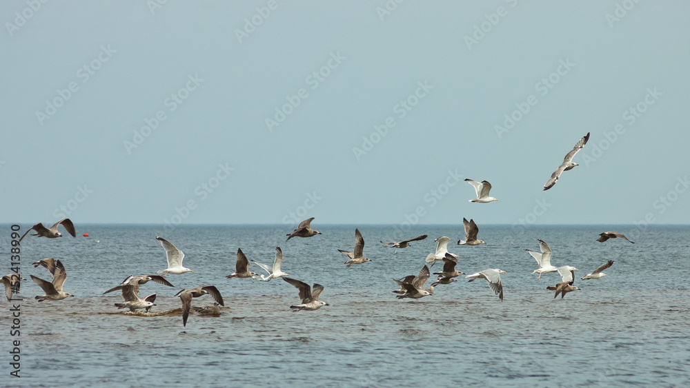 flying birds on the sea, blue sky and horizon in the background