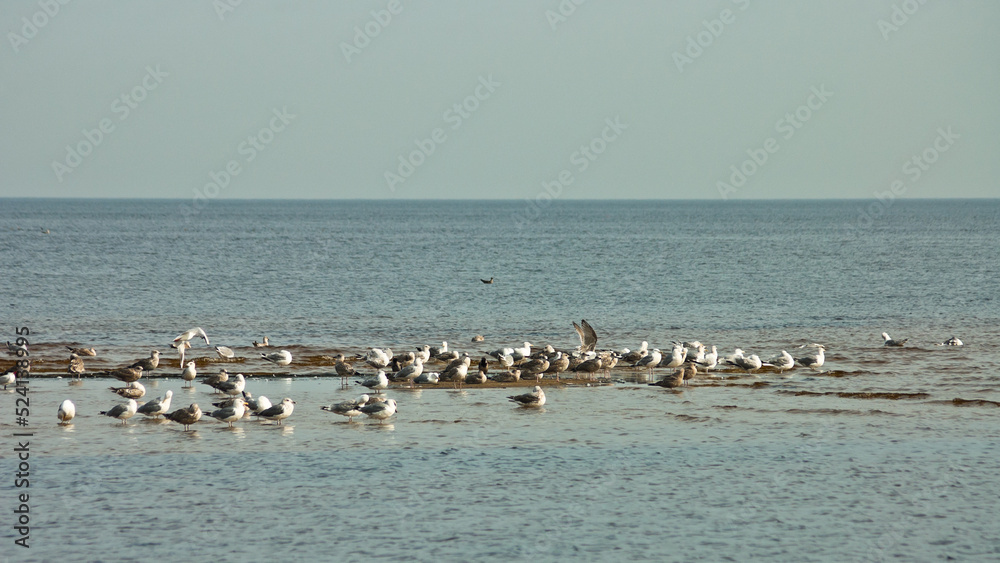 birds on the seashore, blue sky and horizon in the background