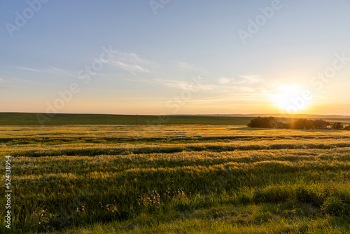 Sunset on an agricultural field in the summer