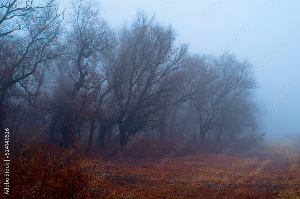 Dark landscape showing spooky old forest in autumn mist