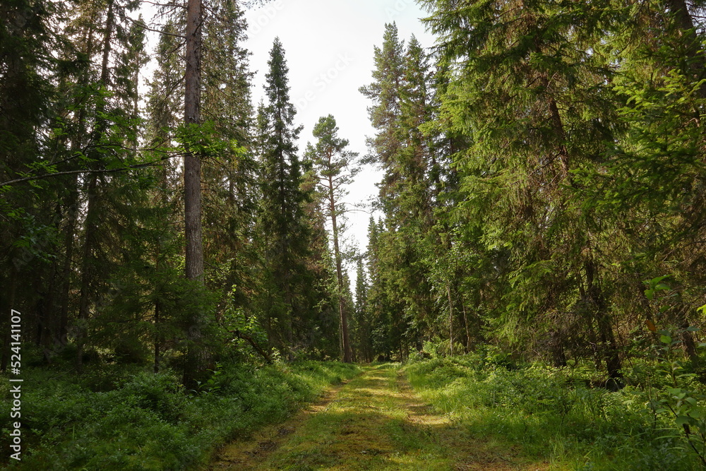 Obraz premium Small forest road. Nature and trees far from civilization. Cloudy day in the summer. Jämtland, Sweden, Scandinavia, Europe.