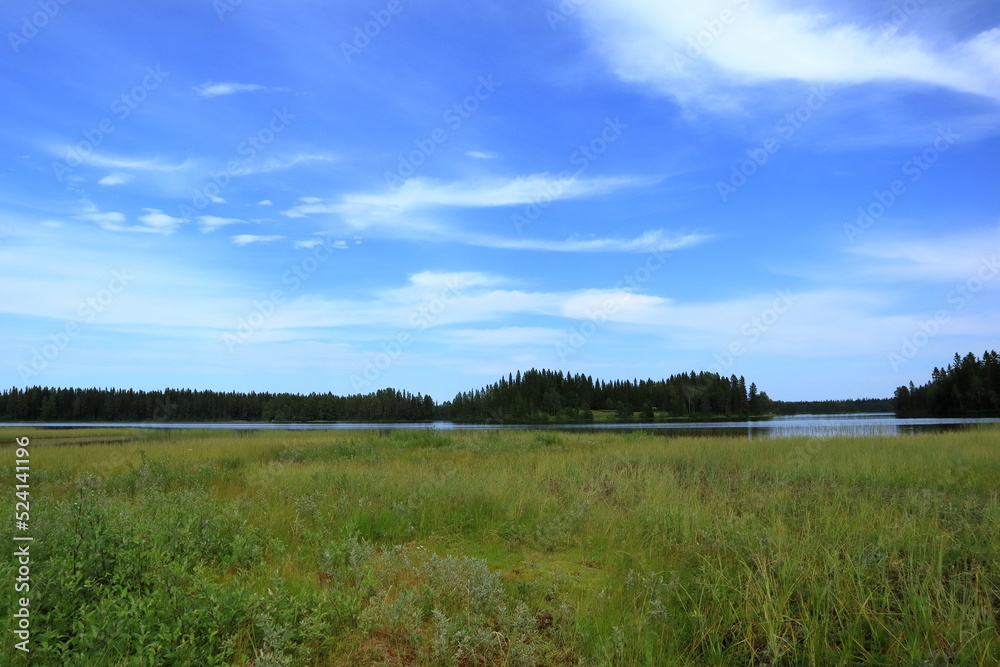 Swedish summer landscape at the countryside. Next to a lake with green reed herb. Forest far away in the distance. Jämtland, Sweden, Scandinavia, Europe.