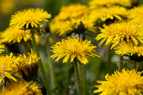 a field where a large number of yellow dandelions grow