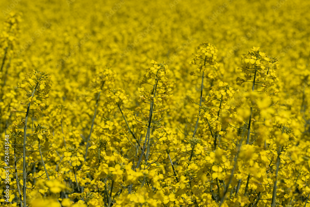 Yellow-flowering rapeseed in the summer Yellow-flowering rapeseed in the summer