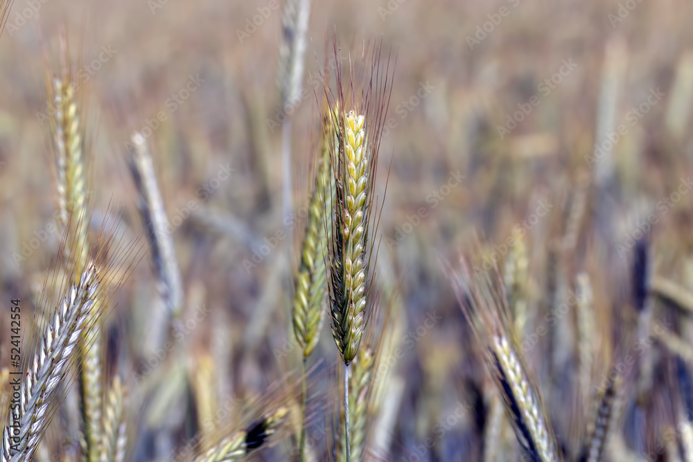 Fototapeta premium An agricultural field where cereals are grown to harvest grain