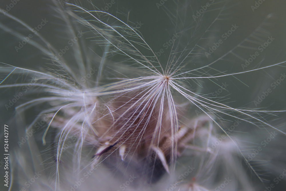 Naklejka premium Closeup of dry dandelion. Beautiful white dandelion. Photo of nature.