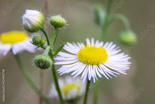 White daisies in the meadow. White flowers. Field plants. Photo of nature.