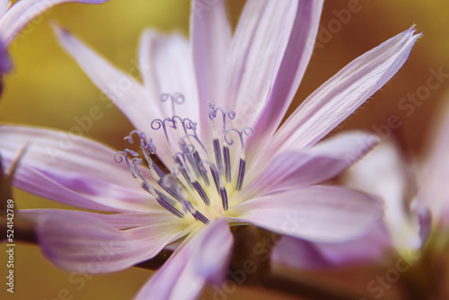 Macro photo of lactuca tenerrima. Purple flower. Photo of nature.