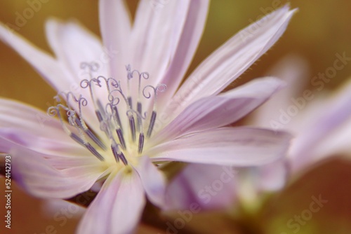 Macro photo of lactuca tenerrima. Purple flower. Photo of nature.