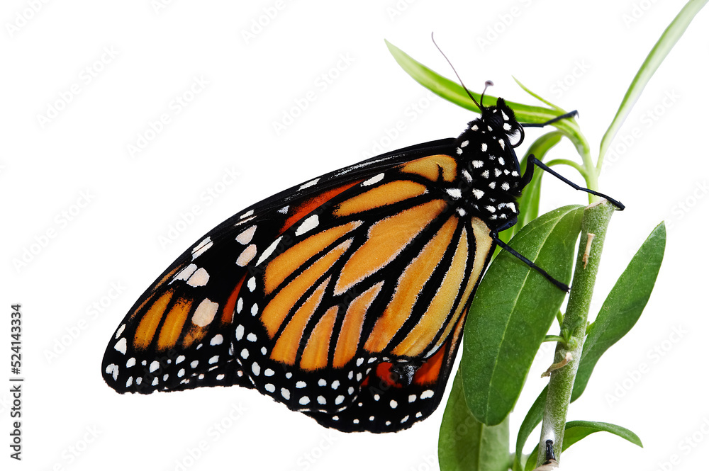 Fototapeta premium Monarch Butterfly - Danaus plexippus