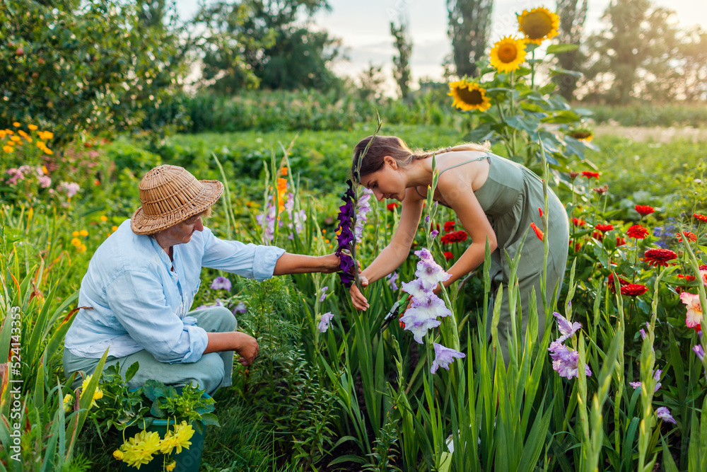 Flower Farmers Pick Fresh Gladiolus In Summer Garden Cut Flowers 