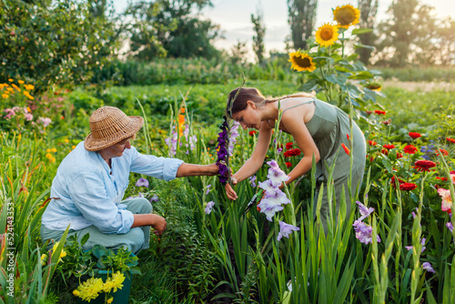 Leinwand Poster Flower farmers pick fresh gladiolus in summer garden