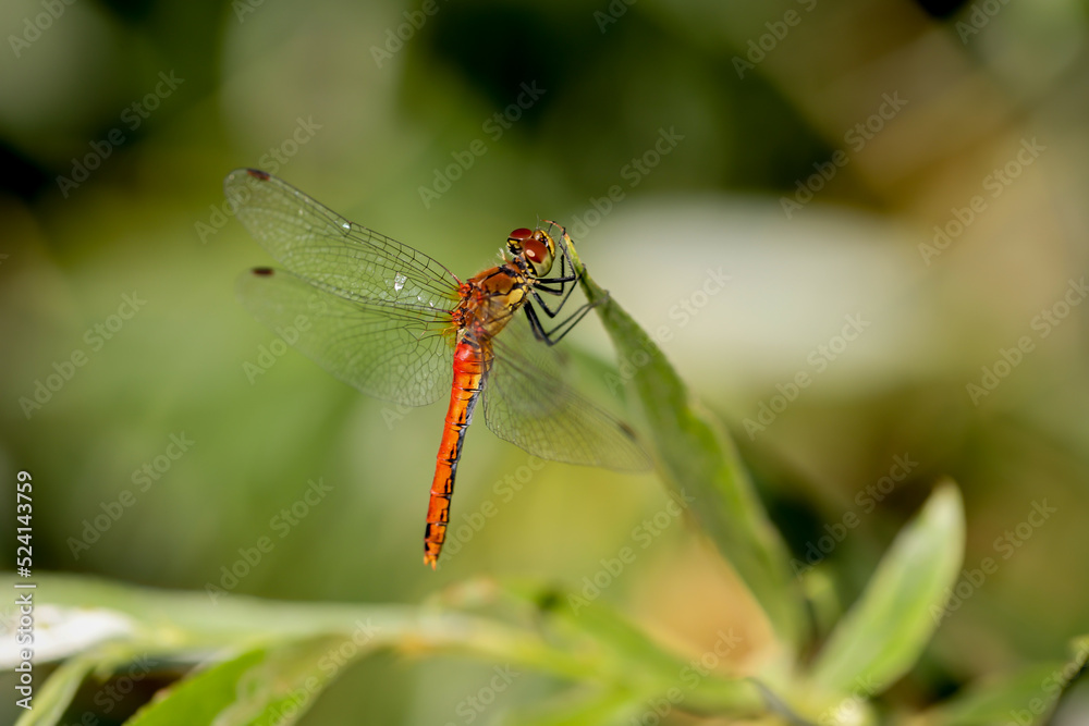 Eine Blutrote Heidelibelle, Symetrum sanguineum auf einer Pflanze. Eine Blutrote Heidelibelle, Symetrum sanguineum auf einer Pflanze.