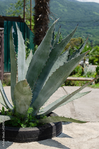 Blue agave, agave tequilana (tequila agave) in the town on the background of mountains